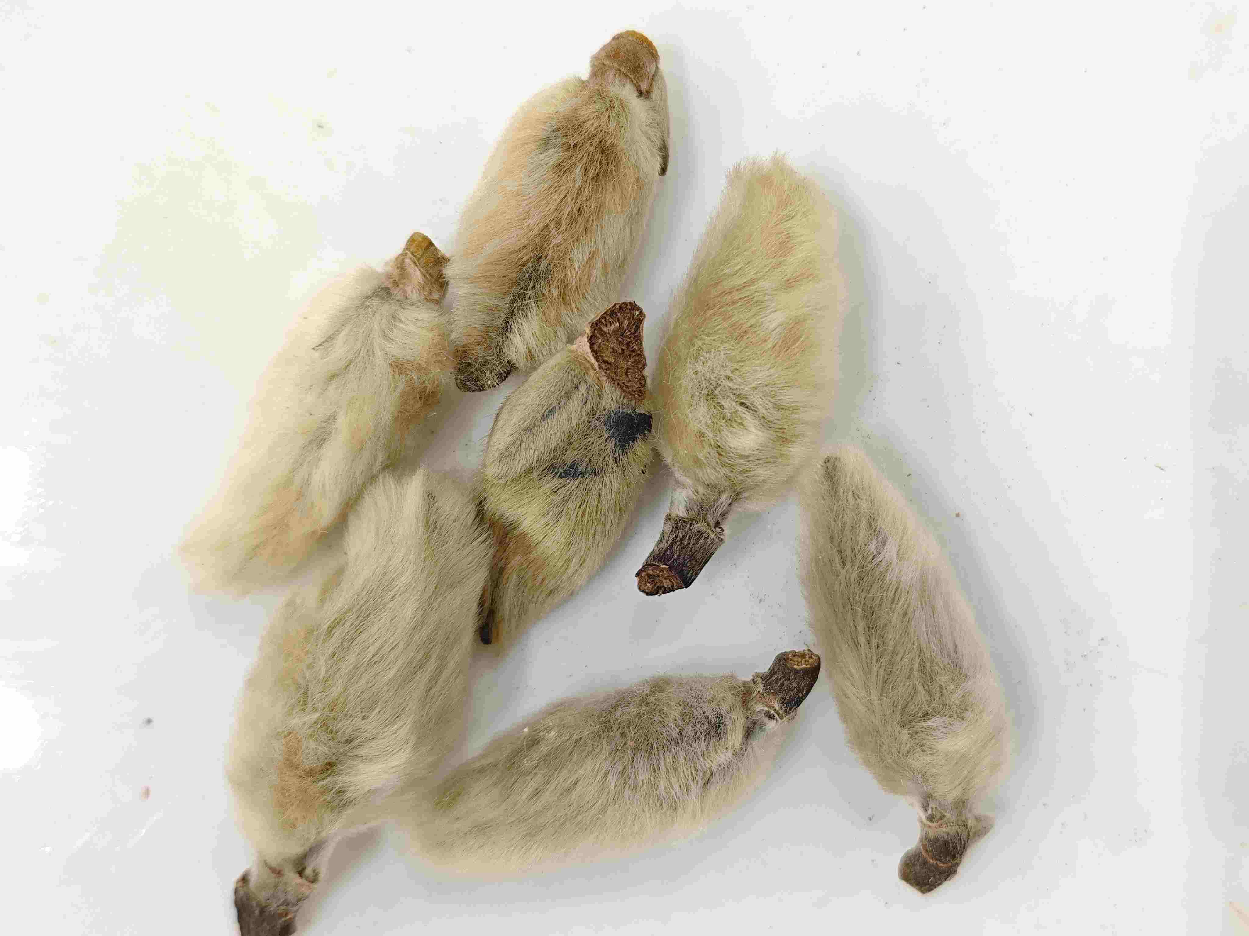 Magnolia Flower Buds (Xīnyí)