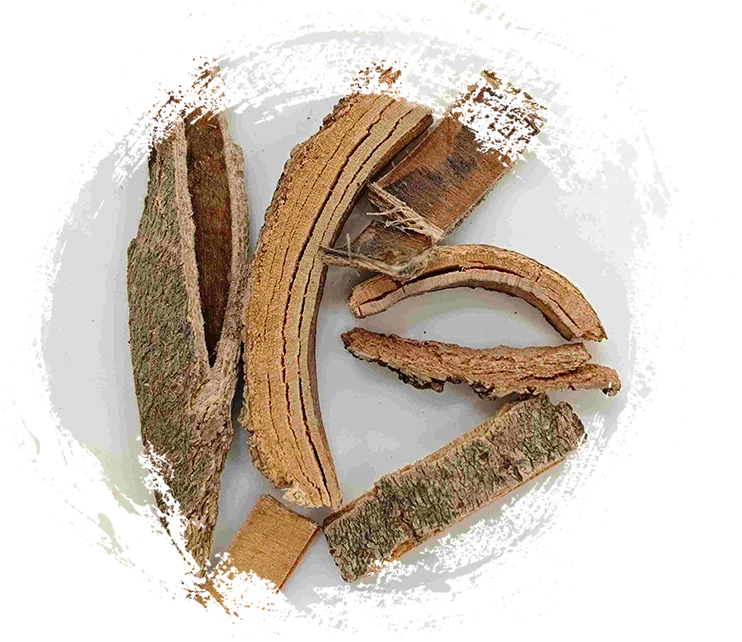 Kulit abu Cina (Qín Pí)