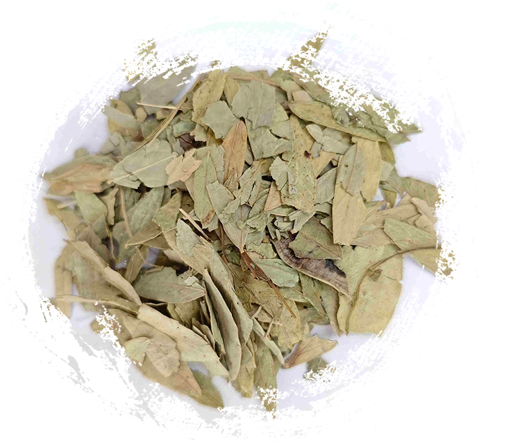 Daun Senna (Fānxiè yè)